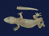 藏品(蝎虎)的圖片